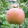 りんごの品種/北斗（ほくと）