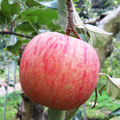 りんごの品種/昂林（こうりん）