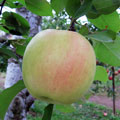 りんごの品種/名月（めいげつ）