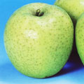 りんごの品種/王林（おうりん）