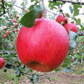 りんごの品種/シナノスイート