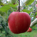 りんごの品種/陽光（ようこう）