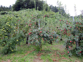 りんご畑の風景